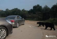 八達嶺動物園游客開窗喂熊被咬傷 投喂情況很普遍