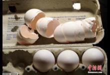 毒雞蛋事件發酵：奧地利進口蛋制品現殺蟲劑成分