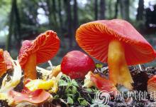 湖南食安辦：今年已報(bào)告毒蘑菇中毒事故141起，死亡23人