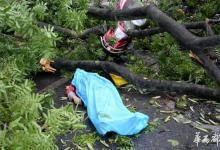 媽媽被狂風吹斷的大樹砸中離世 兒子捐出母親眼角膜