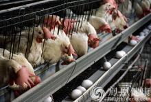 四川攀枝花仁和區(qū)確診1例人感染H7N9病例