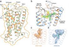 吸大麻后大腦發生了什么？上海科學家研究成果在自然雜志發表