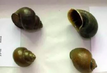 女子誤食福壽螺被迫流產！福壽螺冒充田螺要當心