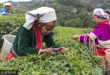 普洱茶致癌言論無依據 相關產業協會欲討說法