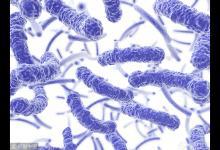 加拿大現40宗食生菜感染大腸桿菌病例