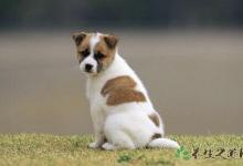 貴州最嚴養狗新規 被狗咬傷該怎么辦