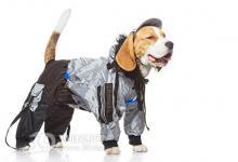 癌癥也能嗅出來！寵物們要逆天了