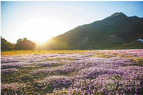 中藥文化開啟一段岐黃養生—“百草臨岐”之旅 中藥文化開啟一段岐黃養生—“百草臨岐”之旅