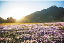 中藥文化開啟一段岐黃養(yǎng)生—“百草臨岐”之旅