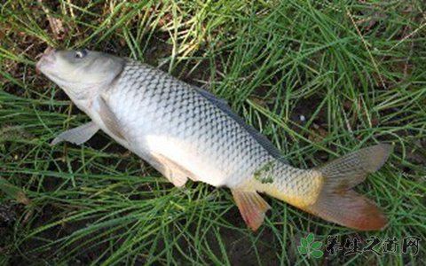 吃聰明藥等于吸毒 補(bǔ)腦吃什么食物