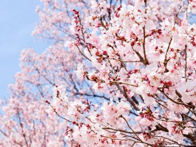 武大回應(yīng)賞櫻沖突 花粉過敏該怎么辦