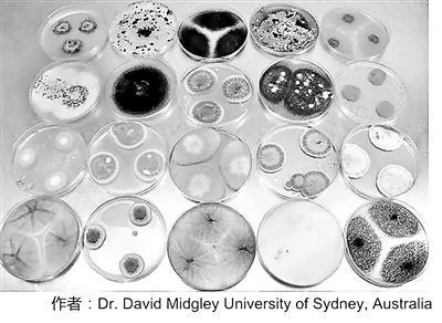 “超級真菌”肆虐全球 到底是背誰的鍋？