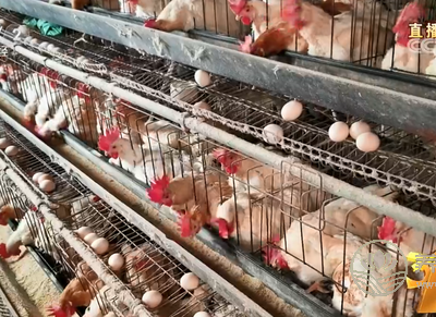 土雞蛋行業混亂 神丹、蓮田被曝光