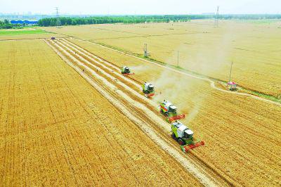 我國夏糧主產區豐收在望