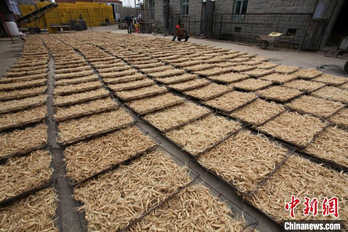 文登西洋參亮相“藥交會”受歡迎