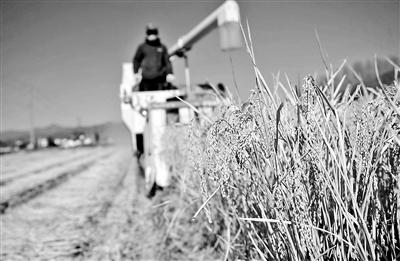 糧食產量有望連續六年1.3萬億斤以上