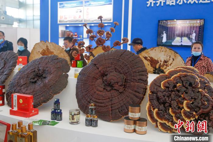 黑龍江中醫藥博覽會開幕 國內專家共謀“北藥”產業路