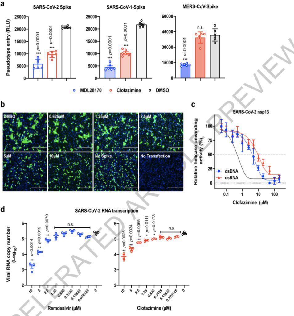《自然》刊發(fā)港大等研究：麻風(fēng)藥物能有效對(duì)抗新冠病毒感染