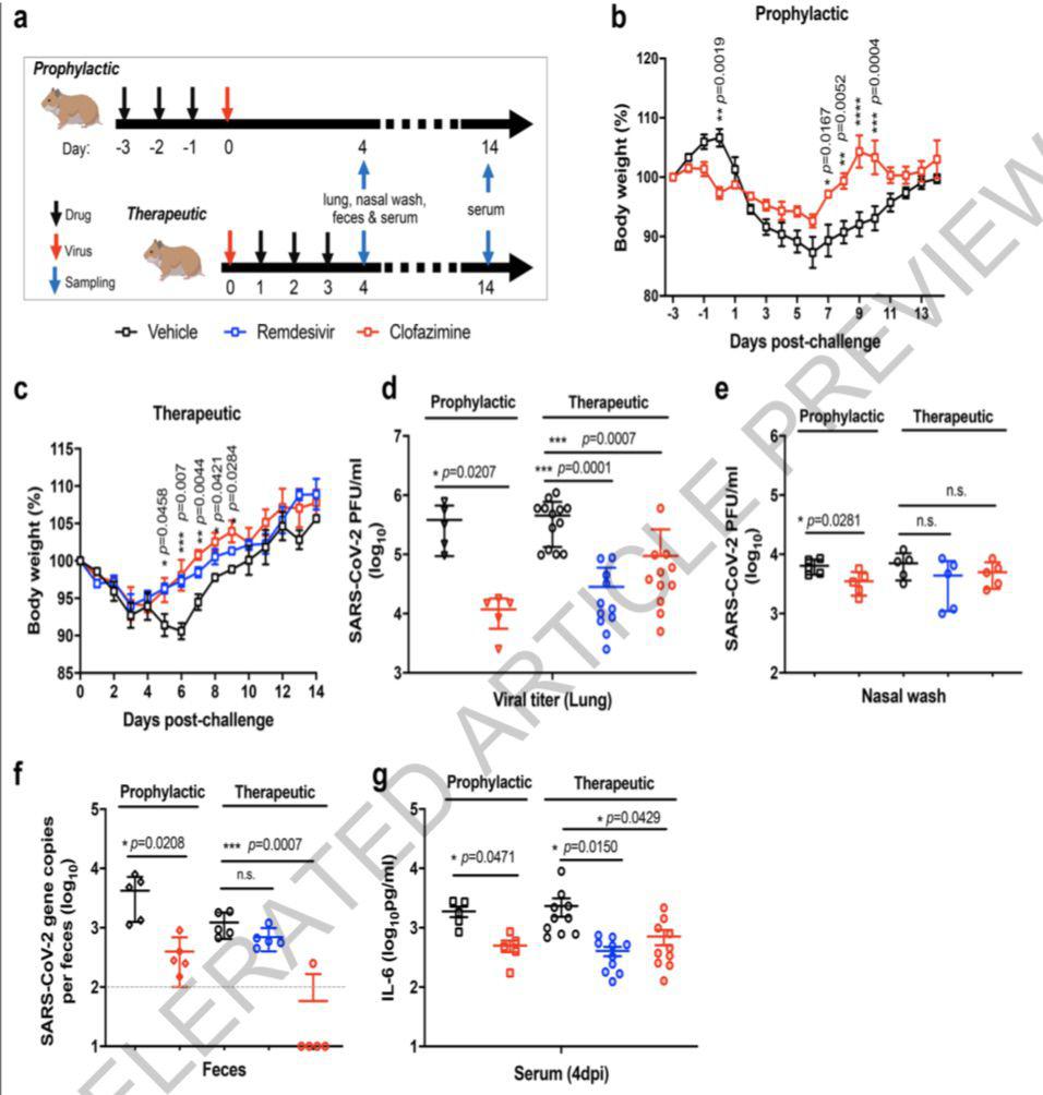 《自然》刊發(fā)港大等研究：麻風(fēng)藥物能有效對(duì)抗新冠病毒感染