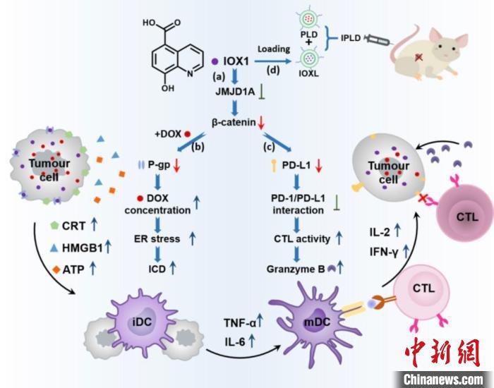 浙江科研團隊取得腫瘤治療新成果 “內外兼施”提升療效