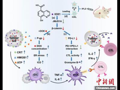 浙江科研團隊取得腫瘤治療新成果 “內外兼施”提升療效
