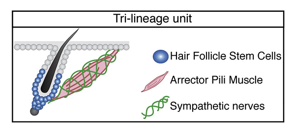禿頭有救啦！一身雞皮疙瘩竟與生發(fā)有關，禿頭青年必看