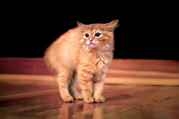 禿頭有救啦！一身雞皮疙瘩竟與生發(fā)有關，禿頭青年必看