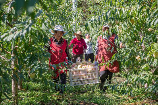 北方冬桃南遷記-易網健康<a href=http://m.henggaotouzi.com/jkys/ target=_blank class=infotextkey>養生</a>網 北方冬桃南遷記