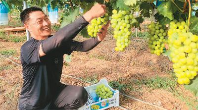 “洋水果”在中國安了家