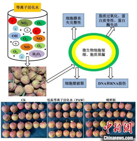 廣東以科技力量多措并舉力爭(zhēng)延長(zhǎng)荔枝保鮮期-易網(wǎng)健康<a href=http://m.henggaotouzi.com/jkys/ target=_blank class=infotextkey>養(yǎng)生</a>網(wǎng) 廣東以科技力量多措并舉力爭(zhēng)延長(zhǎng)荔枝保鮮期