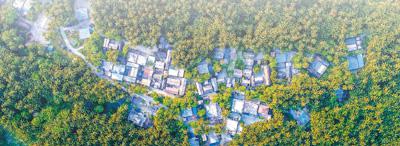 解鎖美味密碼  海南“椰風”正勁