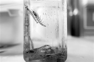 “網(wǎng)紅”南極磷蝦油并非適合所有人