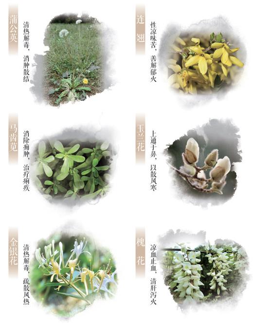 春日這些常見的花草，原來都是中藥（服務窗）