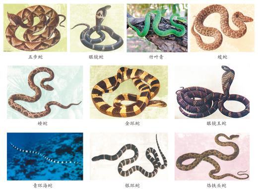 蛇咬、蟲蜇……如何應(yīng)對(duì)常見動(dòng)物傷害？