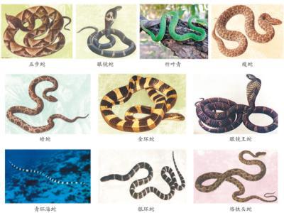 蛇咬、蟲蜇……如何應對常見動物傷害？