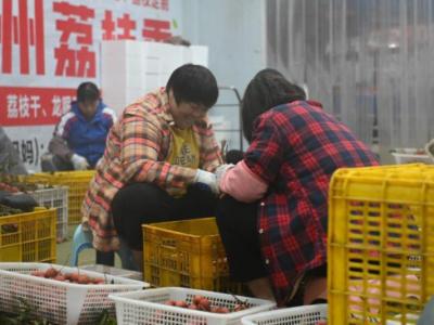 從“一日色變”到“四季常鮮”，解碼荔枝的現代保鮮秘訣