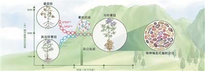 揭開馬鈴薯身世之謎（科技瞭望）
