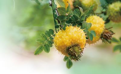 深山小野果  長(zhǎng)成大產(chǎn)業(yè)（美麗中國(guó)·生態(tài)優(yōu)勢(shì)下的特色產(chǎn)業(yè)）