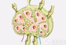 人體三處淋巴決定生死！它是疏通淋巴最好的方法
