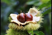 秋吃1寶，百病自然好，你們都吃了嗎？