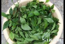 農村這種“觀音豆腐”竟有這樣的作用