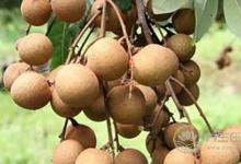 孕期吃這幾種水果，小心對胎兒不利