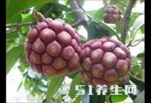 這種稀奇古怪的果子，還能減緩病毒的增長速度