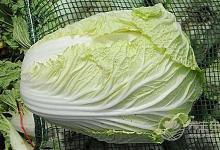 吃什么蔬菜最清血管？排出體內垃圾少不了7種食物