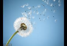 “藥草皇后”泡水喝護肝腎強免疫，春天吃最好