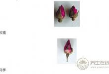 你的玫瑰花茶買對了嗎？別買到月季了