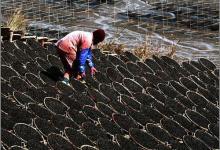 市面有“撕不爛”的紫菜，這是塑料做的嗎