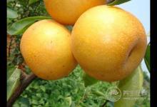 砂糖梨的吃法，哪些人不能吃砂糖梨？