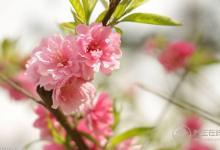 3種可以食用的花，好看又好吃