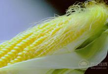 玉米須有很多養生功效，千萬別扔了